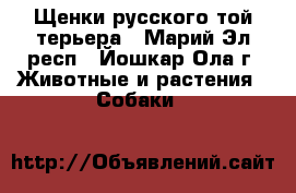 Щенки русского той-терьера - Марий Эл респ., Йошкар-Ола г. Животные и растения » Собаки   